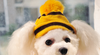 Socks Winter Pet Puppy Accessories For Dogs PT045 XXS/XS/S/M/L Chihuahua Cat Products - Pink/Yellow/Rainbow Striped Hat/Scarf