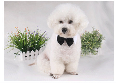 Pet Accessory