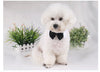 Cats Dog Tie Grooming Pet Supplies